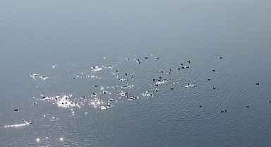 Kars Barajı, göçmen kuşların yeni mekan