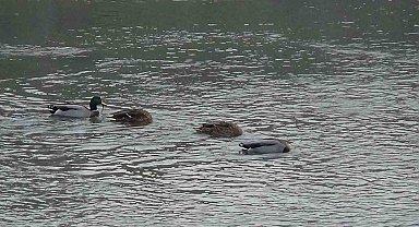 Kars Çayı, yeşilbaş ördeklere ev sahipliği yapıyor