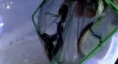 Kastamonu dereleri kırmızı benekli alabalıklarla yeniden can buldu