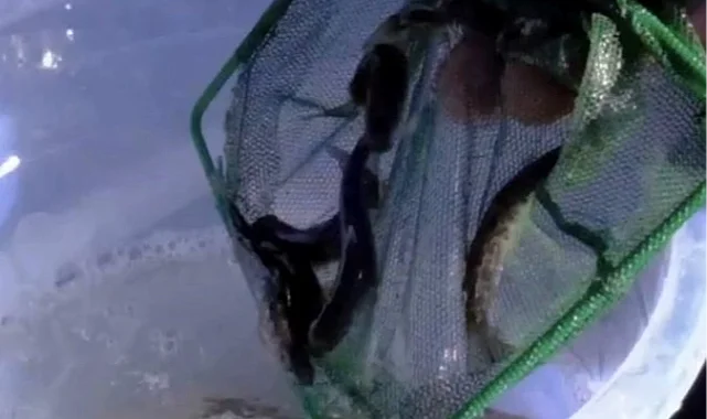 Kastamonu dereleri kırmızı benekli alabalıklarla yeniden can buldu