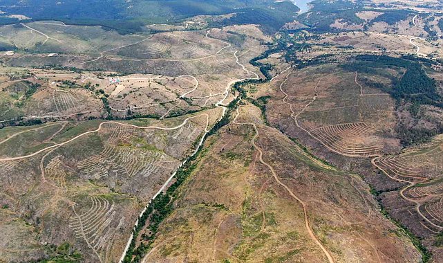 Kastamonu'da küle dönen bin 256 hektarlık orman yeniden ağaçlandırılıyor