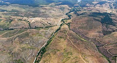 Kastamonu'da küle dönen bin 256 hektarlık orman yeniden ağaçlandırılıyor