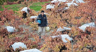 Kavacık'ın coğrafi işaretli üzümüne büyük ilgi