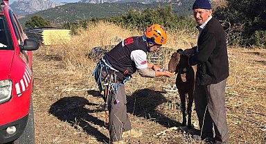 Kaya oyuğuna düşen ve 3 gün mahsur kalan keçi, film gibi operasyonla kurtarıldı