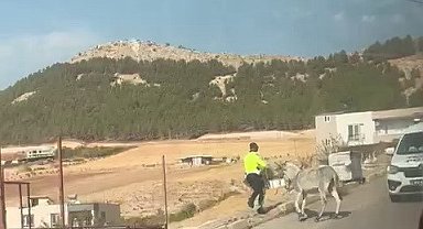 Kazaya davetiye çıkaran eşeğe polis müdahale etti