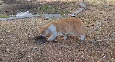 Kedi ile farenin dostluğu şaşırttı