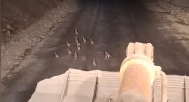 Keklik yavrularını fark edince çalışmasını durdurdu