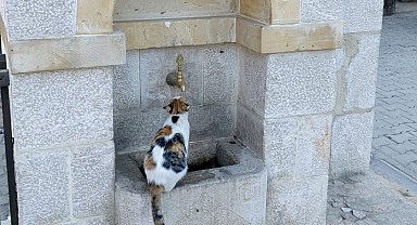 Kemaliye'nin sevimli kedisi 'Tekir' çeşme başı müdavimi oldu