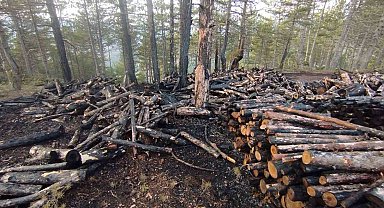 Kesim sahasında yangın paniği: 80 ster çam ağacı zarar gördü