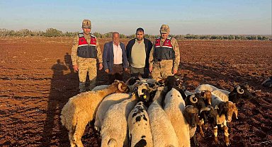 Kilis'te kaybolan 19 küçükbaş hayvan jandarma tarafından bulundu