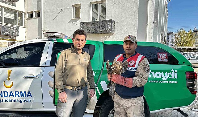 Kilis'te yaralı kızıl şahin koruma altına alındı