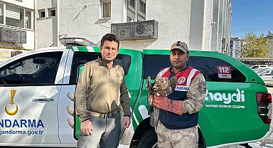 Kilis'te yaralı kızıl şahin koruma altına alındı