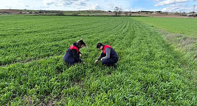 Kırklareli'nde tarlalara ekilen kuraklığa dayanıklı yem bitkilerinin kontrolleri yapıldı