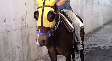 Kırmızı ışıkta geçen otomobilin çarptığı seyis, tedavi gördüğü hastanede öldü