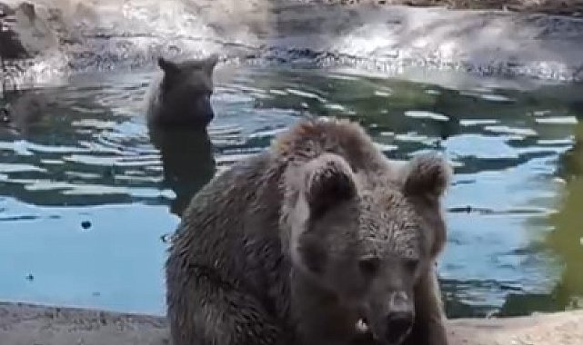 Kış uykusundan önce son banyo