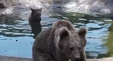 Kış uykusundan önce son banyo