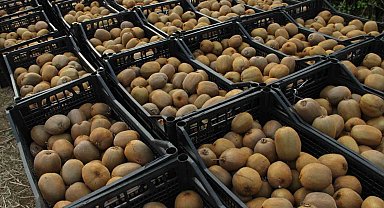 Kivide 13 bin 800 ton hasat