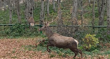Kocaeli'de 8 kızıl geyik daha Kuzuyayla'ya salındı