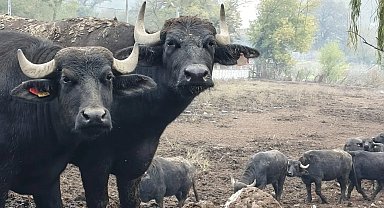 Kocaeli'de manda desteğiyle verim arttı