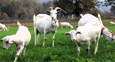 Kocaeli'de süt otu desteği meraları yeşertti