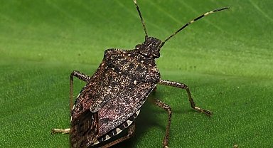 Kokarcanın fındıktaki zararı derinleşiyor