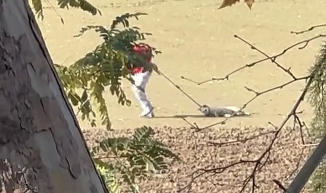 Köpek toplama görüntüleri tepki çekti