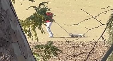 Köpek toplama görüntüleri tepki çekti