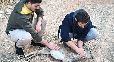 Köpeklerin saldırdığı yavru dağ keçisini 3 kilometre sırtında taşıdılar