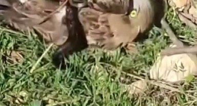 Korku dolu anlar: Yılanın boğazladığı kartalı kurtardı