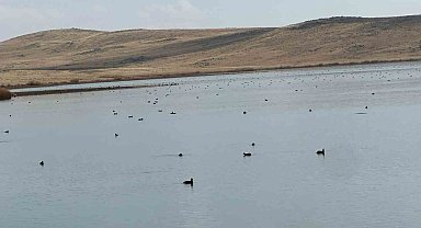 Köyceğiz Göleti'nde yaban ördeklerinden görsel şölen