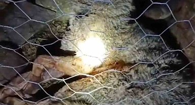 Koyun sürüsüne saldıran kurta çoban köpekleri geçit vermedi