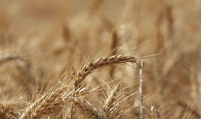 Küresel tahıl üretiminde 105 milyon tonluk rekor artış bekleniyor