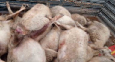 Kurt sürüsünün saldırdığı 30 küçükbaş hayvan ile 1 köpek telef oldu