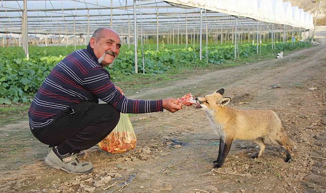 Küs olan kardeşlerin tilki rekabeti: Ağabey mangal partisi yapıyor, kardeşi pastayla besliyor