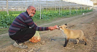 Küs olan kardeşlerin tilki rekabeti: Ağabey mangal partisi yapıyor, kardeşi pastayla besliyor