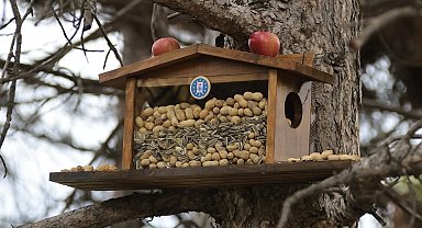 Kütahya Belediyesi'nden sincap ve kuşlara kış esteği