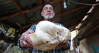 Kütahya'da 3 kilo dev mantar bulundu