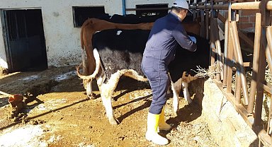 Kuyucak'ta şap alarmı