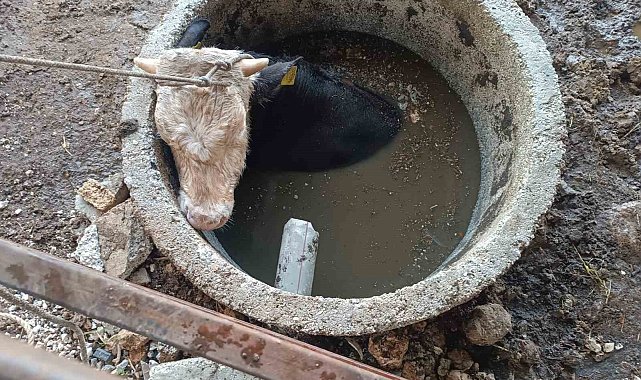 Kuyuya düşen ineği itfaiye kurtardı