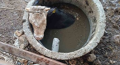 Kuyuya düşen ineği itfaiye kurtardı