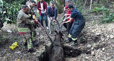 Kuyuya düşen ineği itfaiye kurtardı