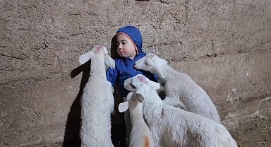 Kuzuların arasında kalan minik Yusuf'un tatlı halleri gülümsetti