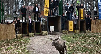 Kuzuyayla'nın GPS'li geyikleri