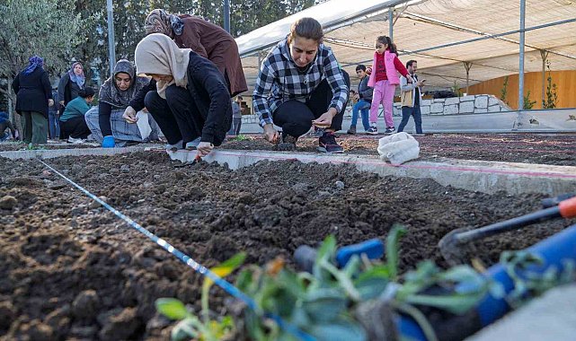 Mahalle bostanlarında kış dikimleri başladı