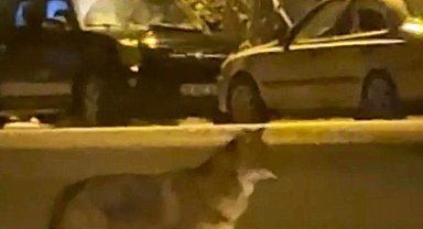 Mahallede yiyecek arayan tilki kamerada