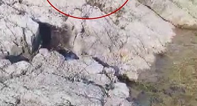 Malatya'da amatör balıkçı ile kedi arasındaki diyalog gülümsetti