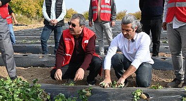 Malatya'da çilek yetiştiriciliğinde hibe destekli proje başladı