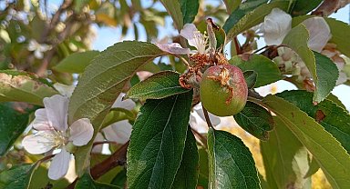 Malatya'da elma ağacı çiçek açıp meyve verdi