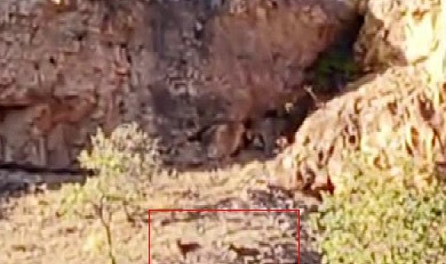 Malatya'da sürü halindeki yaban keçileri görüntülendi