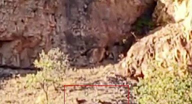 Malatya'da sürü halindeki yaban keçileri görüntülendi